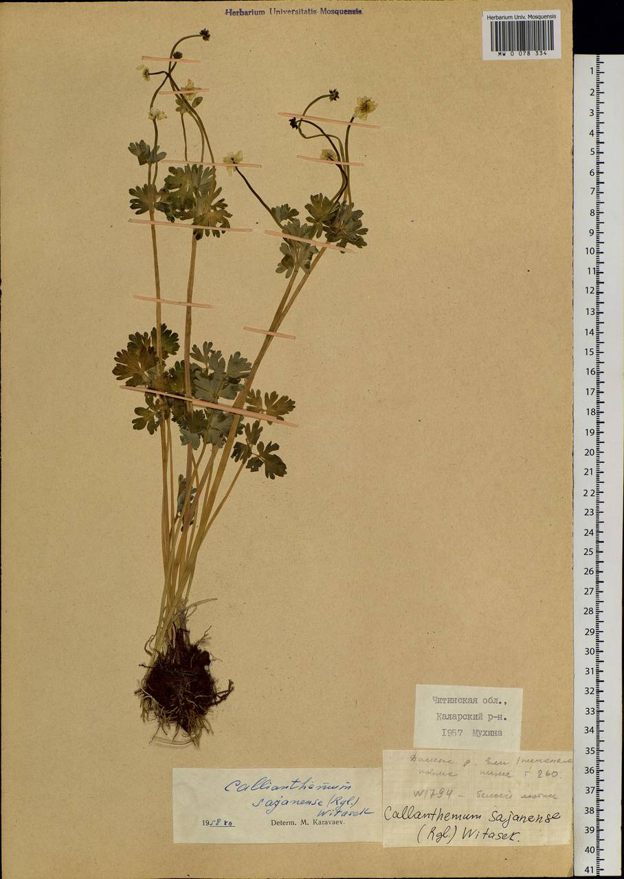 Callianthemum sajanense (Regel) Witasek, Siberia, Baikal & Transbaikal region (S4) (Russia)