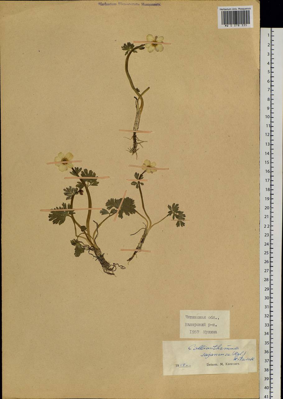 Callianthemum sajanense (Regel) Witasek, Siberia, Baikal & Transbaikal region (S4) (Russia)