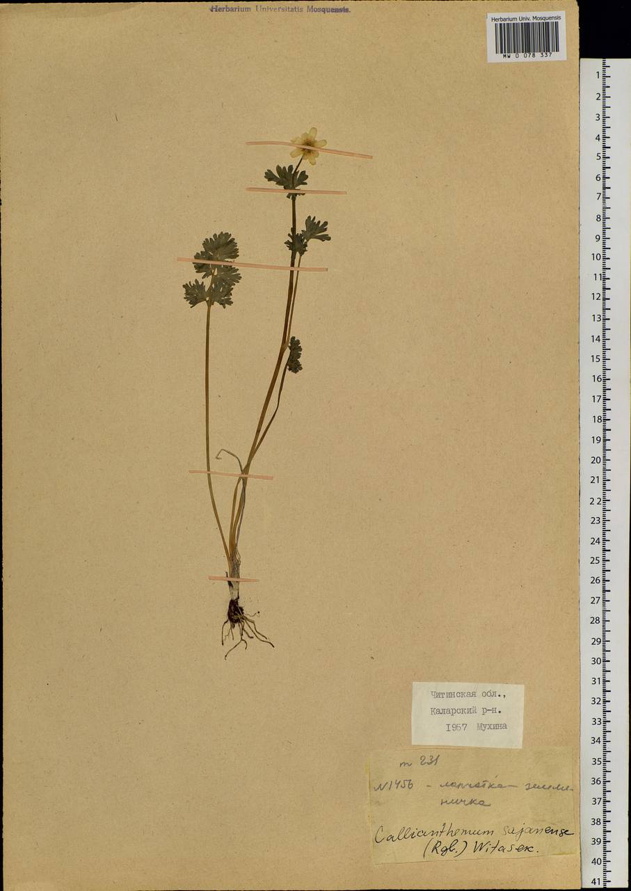 Callianthemum sajanense (Regel) Witasek, Siberia, Baikal & Transbaikal region (S4) (Russia)