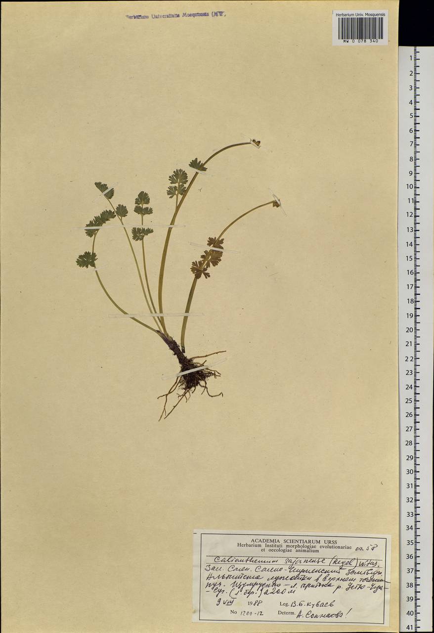 Callianthemum sajanense Witasek, Siberia, Altai & Sayany Mountains (S2) (Russia)