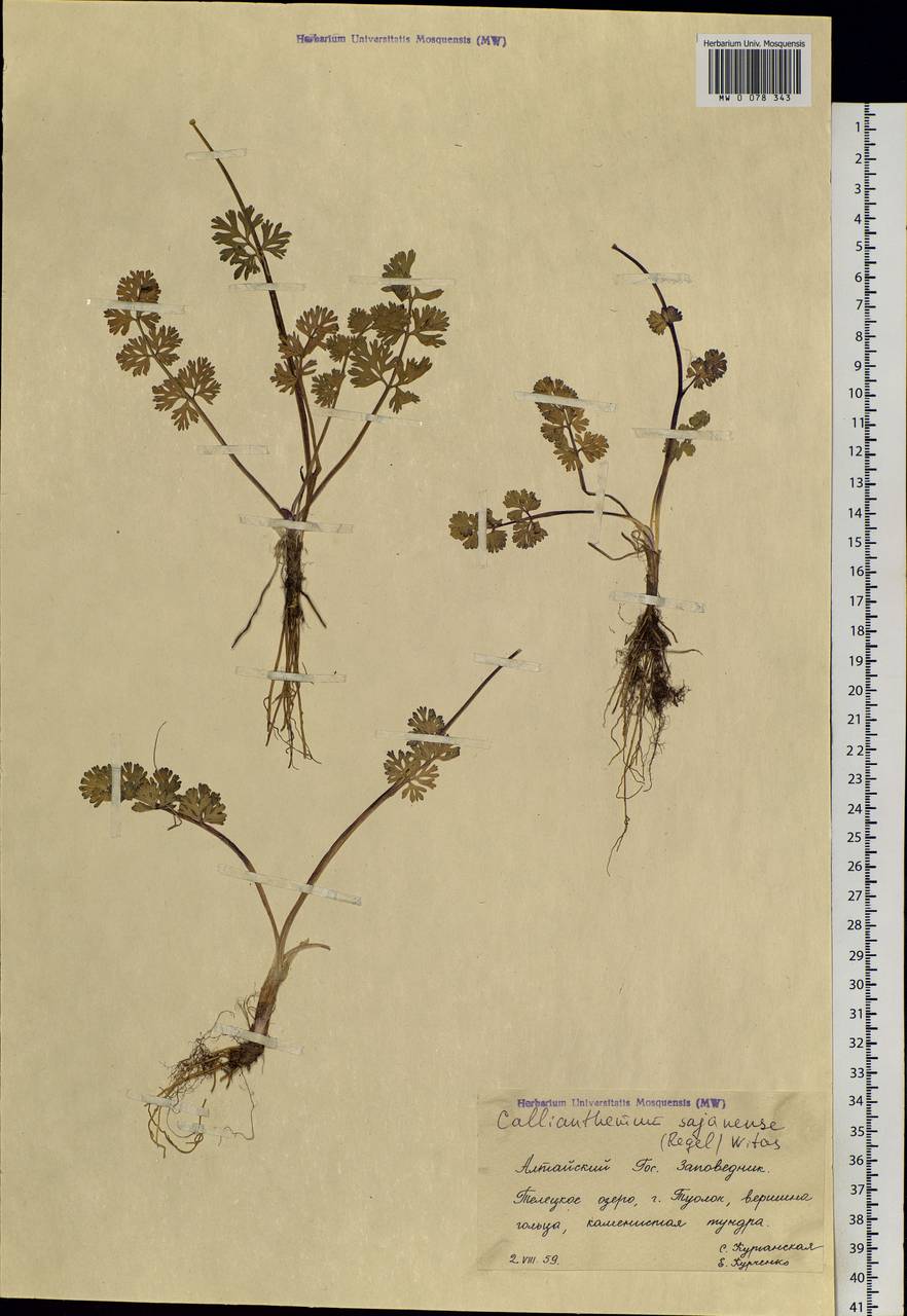 Callianthemum sajanense Witasek, Siberia, Altai & Sayany Mountains (S2) (Russia)
