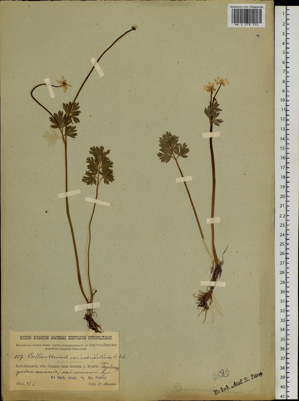 Callianthemum coriandrifolium Rchb., Siberia, Baikal & Transbaikal region (S4) (Russia)