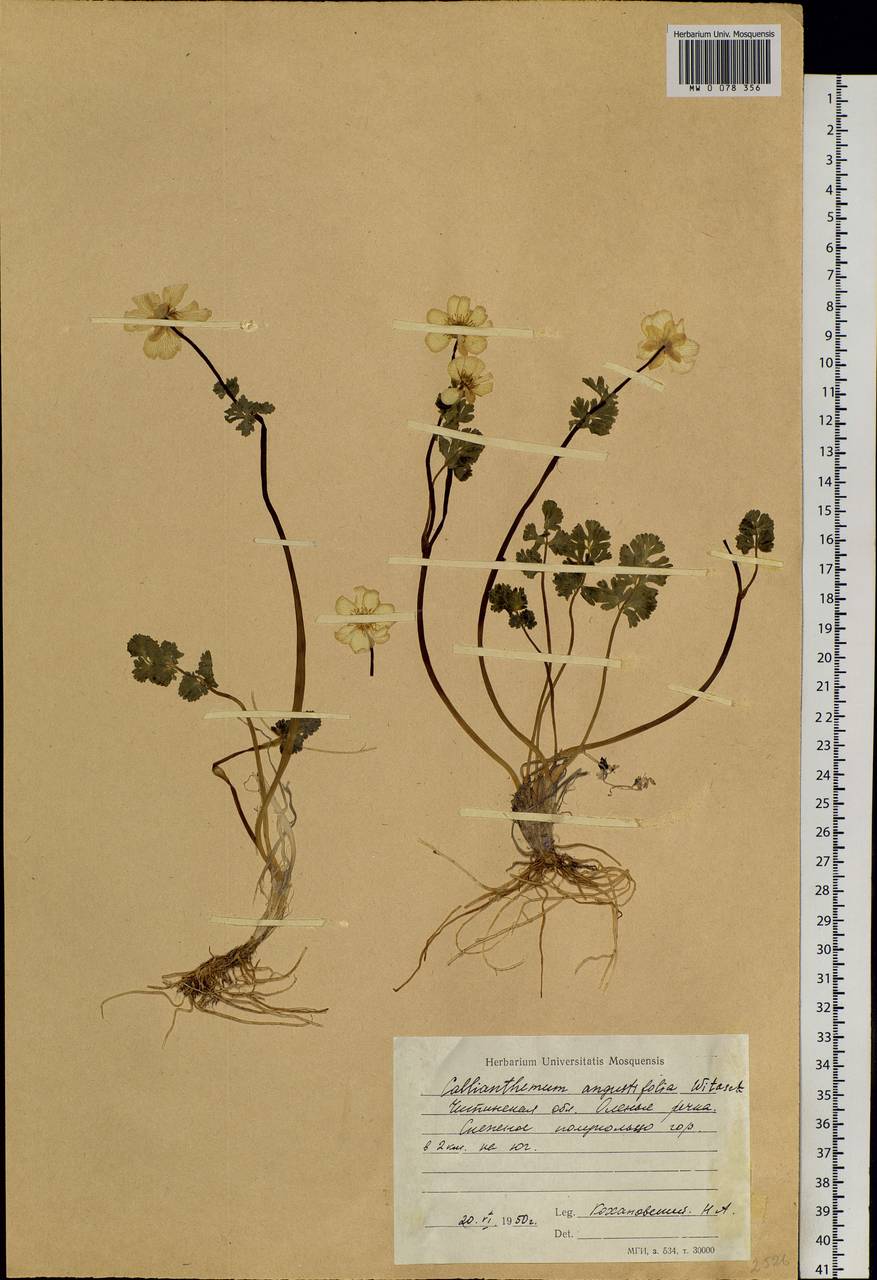 Callianthemum angustifolium Witasek, Siberia, Altai & Sayany Mountains (S2) (Russia)