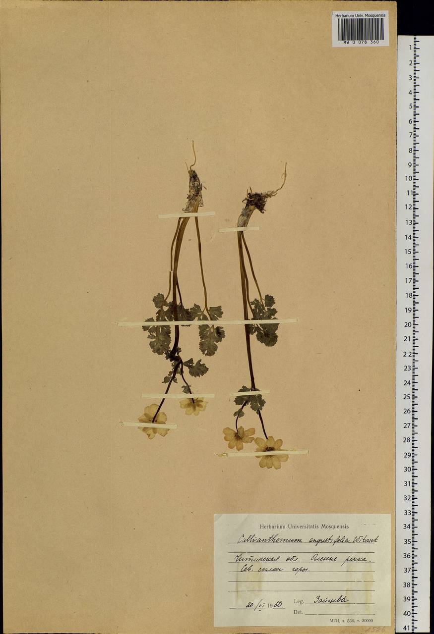 Callianthemum angustifolium Witasek, Siberia, Baikal & Transbaikal region (S4) (Russia)