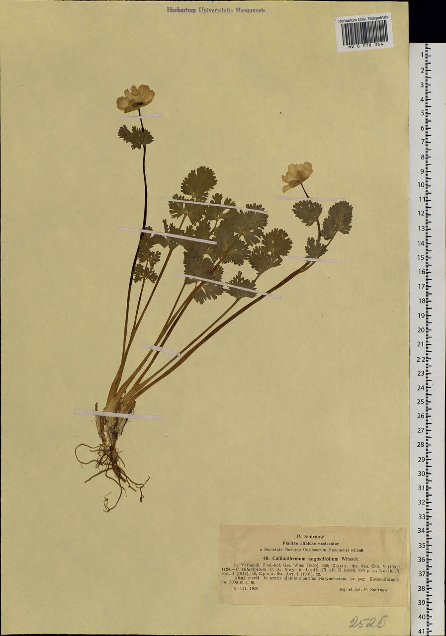 Callianthemum angustifolium Witasek, Siberia, Western (Kazakhstan) Altai Mountains (S2a) (Kazakhstan)