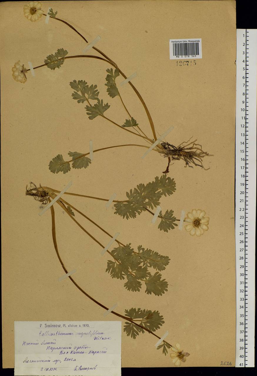 Callianthemum angustifolium Witasek, Siberia, Western (Kazakhstan) Altai Mountains (S2a) (Kazakhstan)