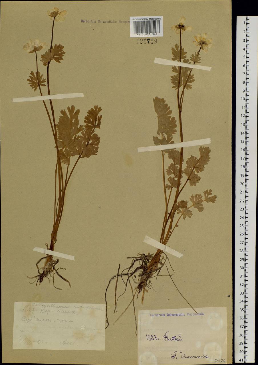 Callianthemum angustifolium Witasek, Siberia, Western (Kazakhstan) Altai Mountains (S2a) (Kazakhstan)