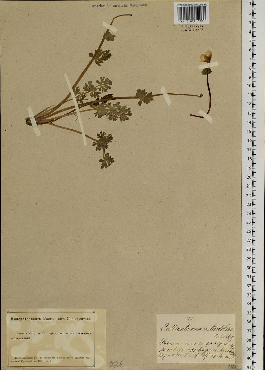 Callianthemum angustifolium Witasek, Siberia, Altai & Sayany Mountains (S2) (Russia)