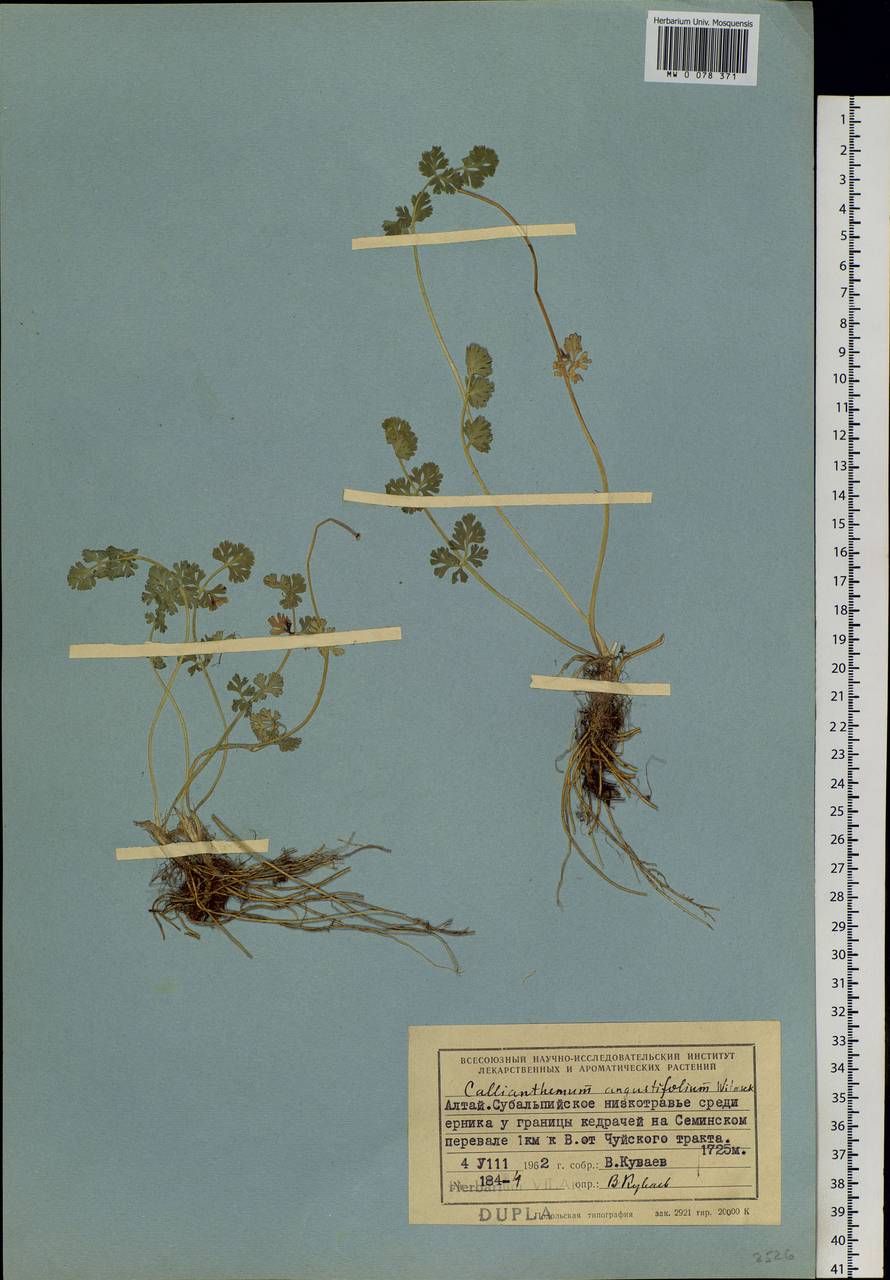 Callianthemum angustifolium Witasek, Siberia, Altai & Sayany Mountains (S2) (Russia)