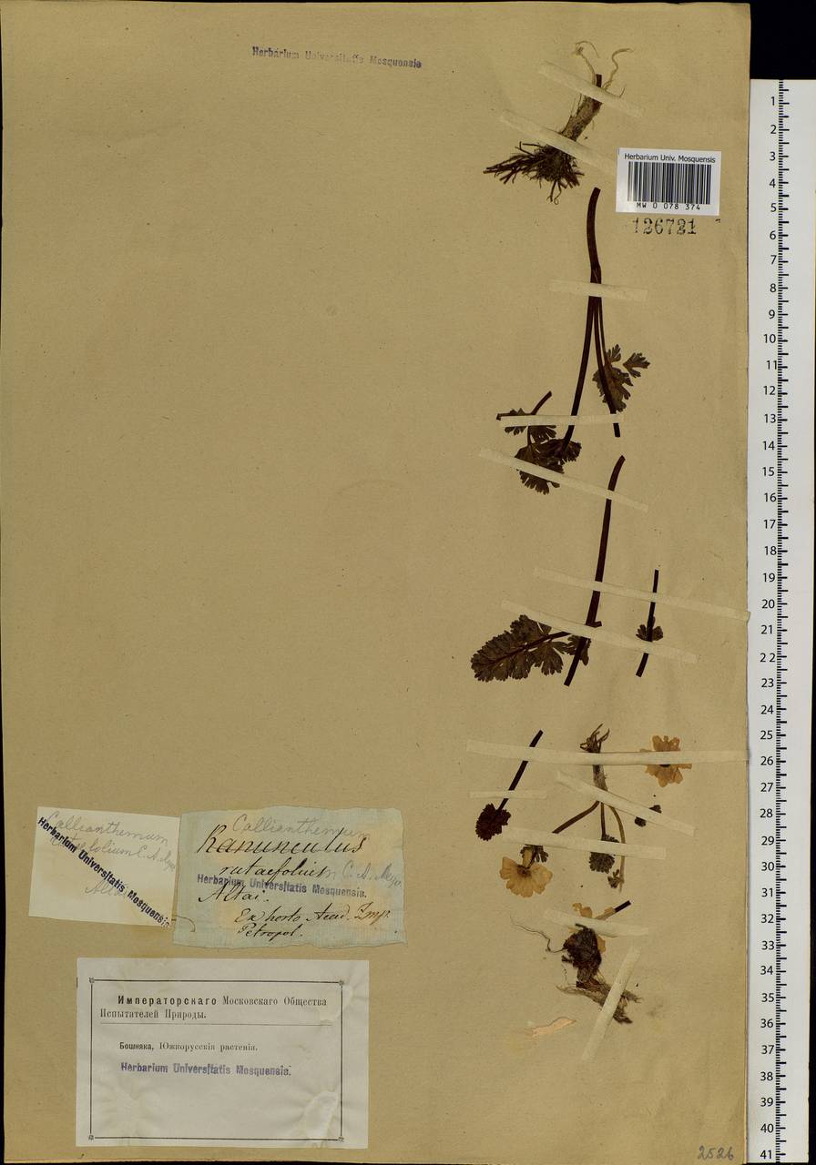 Callianthemum angustifolium Witasek, Siberia, Altai & Sayany Mountains (S2) (Russia)