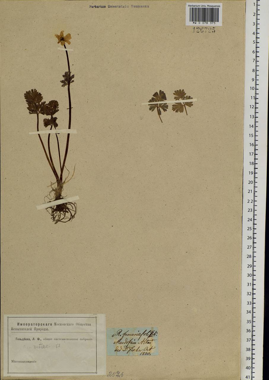 Callianthemum angustifolium Witasek, Siberia, Altai & Sayany Mountains (S2) (Russia)