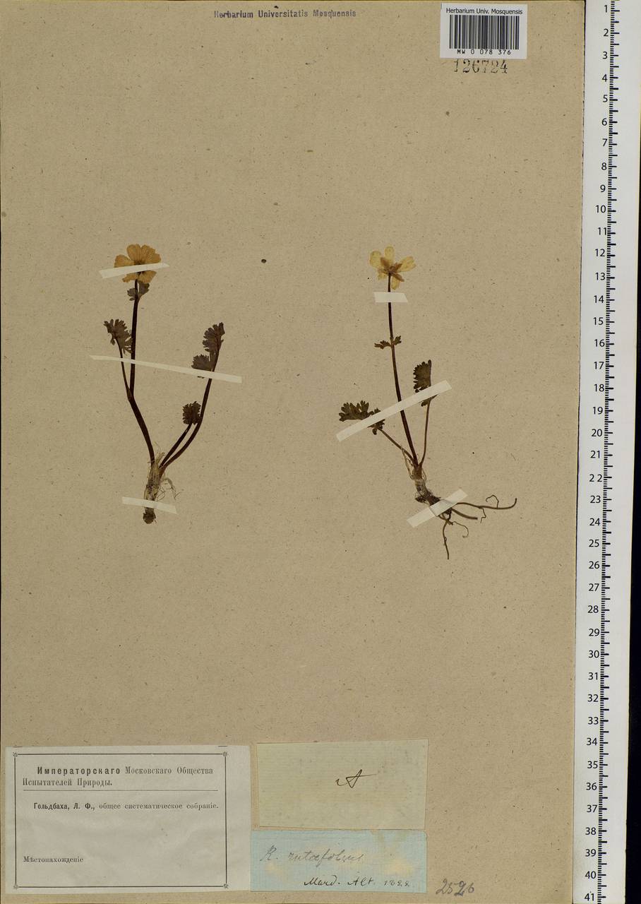 Callianthemum angustifolium Witasek, Siberia, Altai & Sayany Mountains (S2) (Russia)