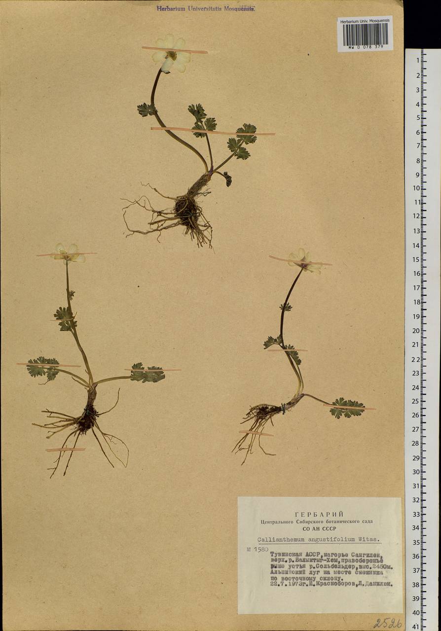 Callianthemum angustifolium Witasek, Siberia, Altai & Sayany Mountains (S2) (Russia)