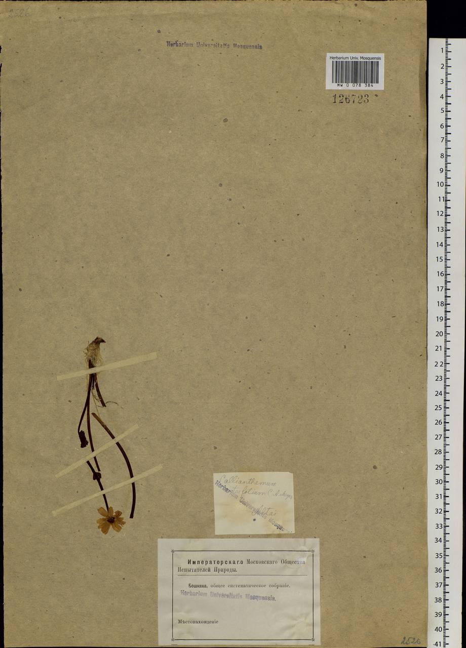Callianthemum angustifolium Witasek, Siberia, Altai & Sayany Mountains (S2) (Russia)