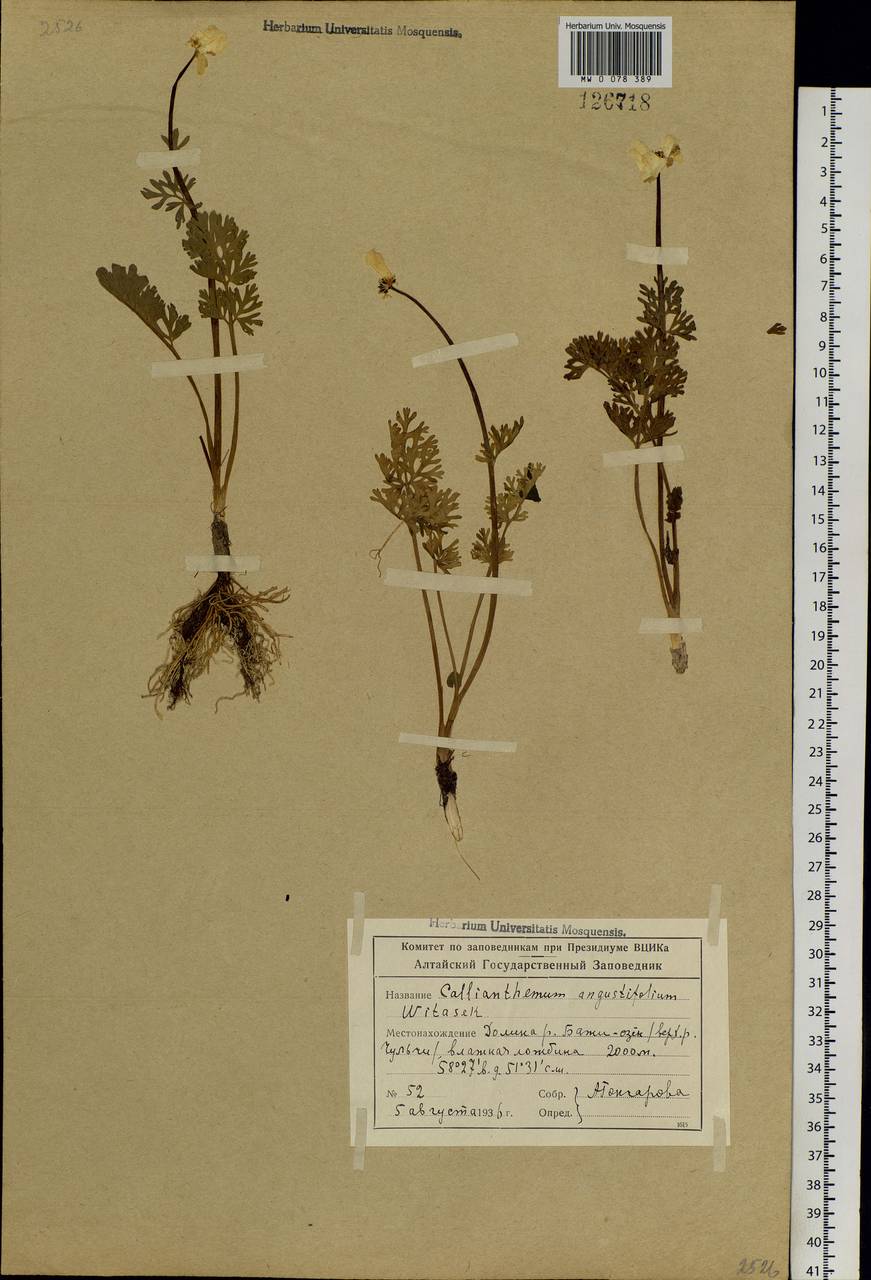 Callianthemum angustifolium Witasek, Siberia, Altai & Sayany Mountains (S2) (Russia)