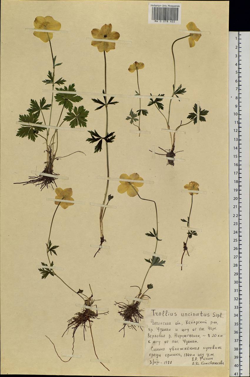Trollius riederianus subsp. uncinatus (Sipliv.) Luferov, Siberia, Baikal & Transbaikal region (S4) (Russia)