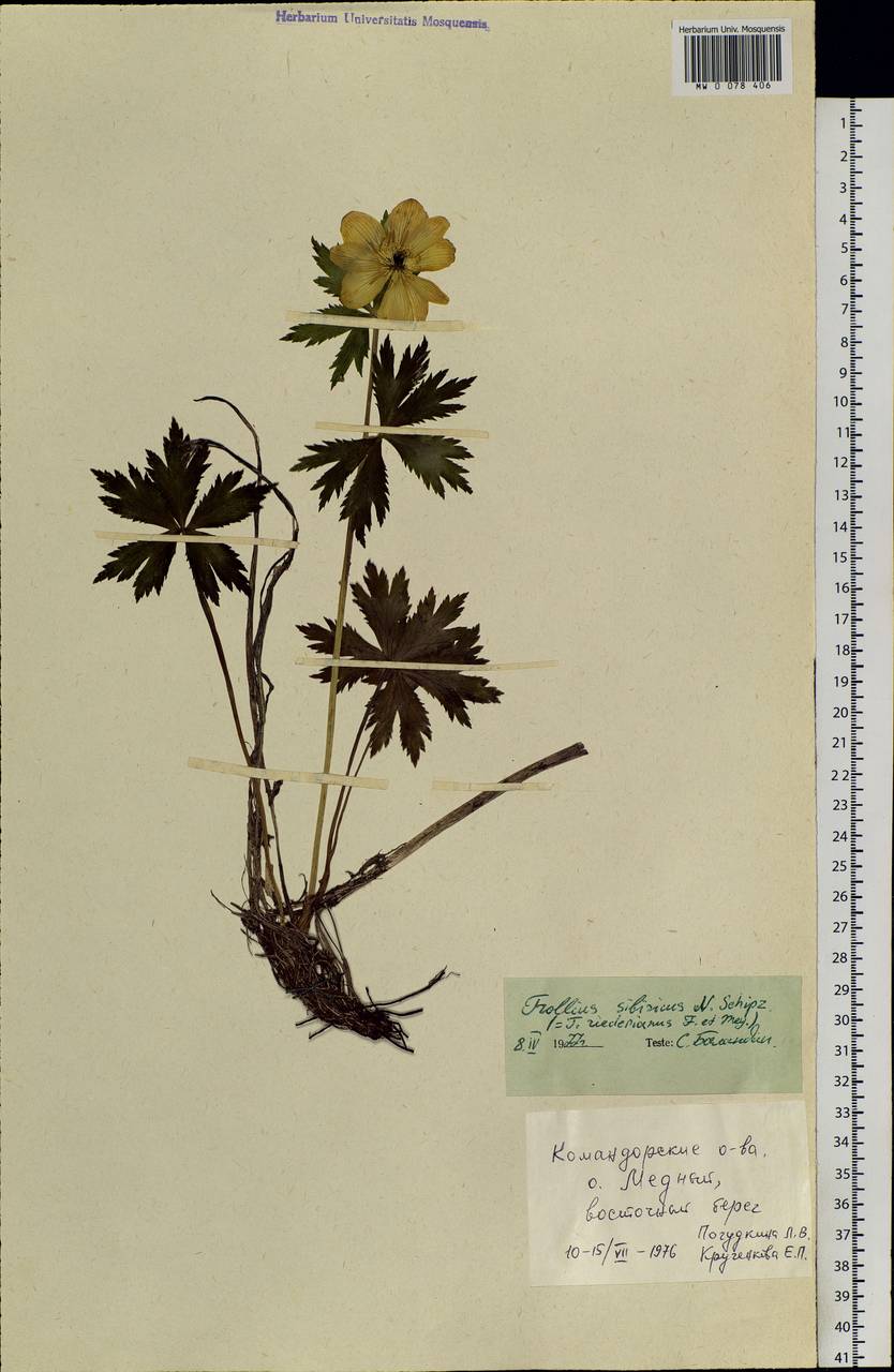 Trollius sibiricus Schipcz., Siberia, Chukotka & Kamchatka (S7) (Russia)