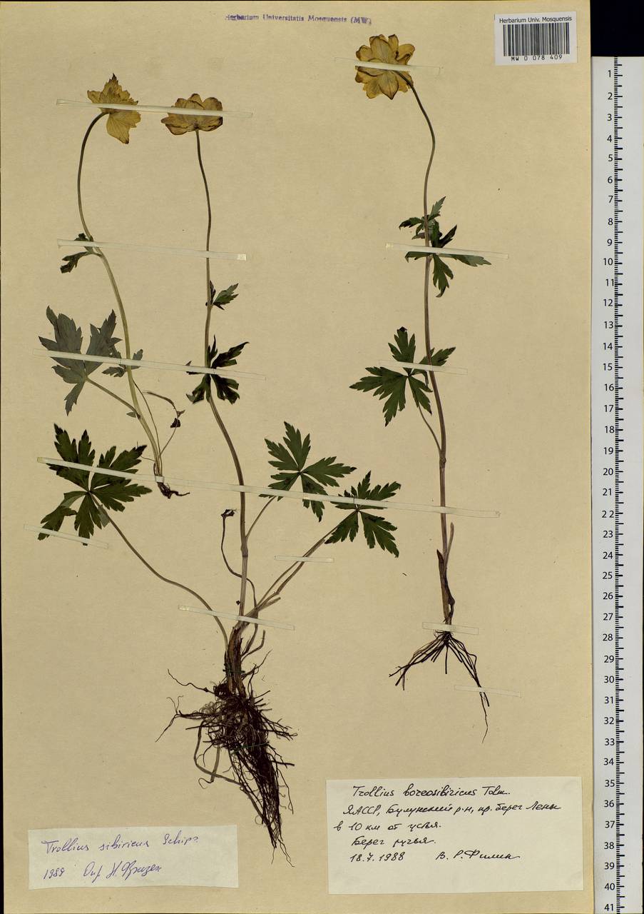 Trollius sibiricus Schipcz., Siberia, Yakutia (S5) (Russia)