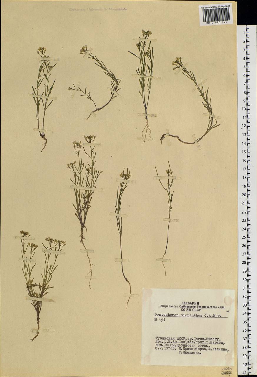 Dontostemon micranthus C. A. Mey., Siberia, Altai & Sayany Mountains (S2) (Russia)