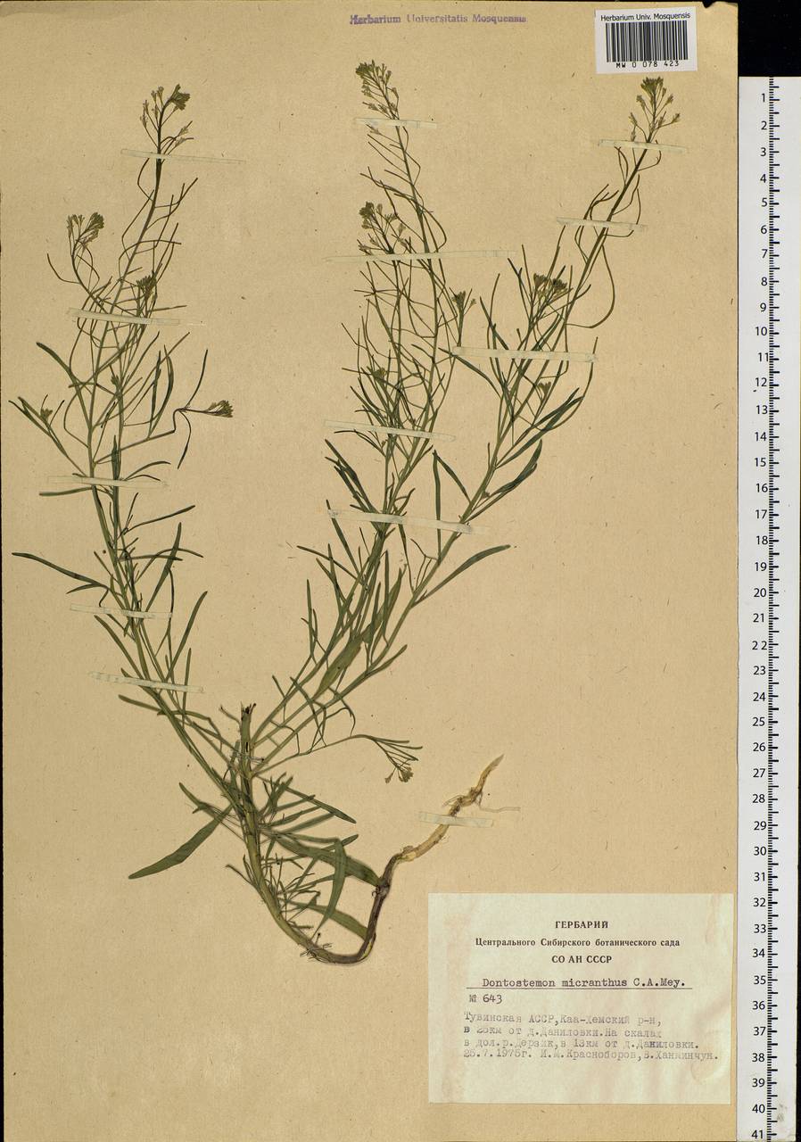 Dontostemon micranthus C.A.Mey., Siberia, Altai & Sayany Mountains (S2) (Russia)