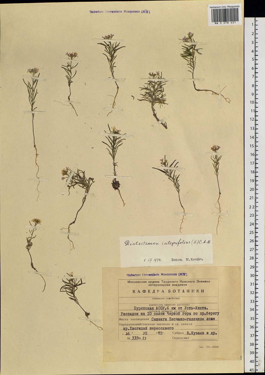 Dontostemon integrifolius (L.) Ledeb., Siberia, Baikal & Transbaikal region (S4) (Russia)