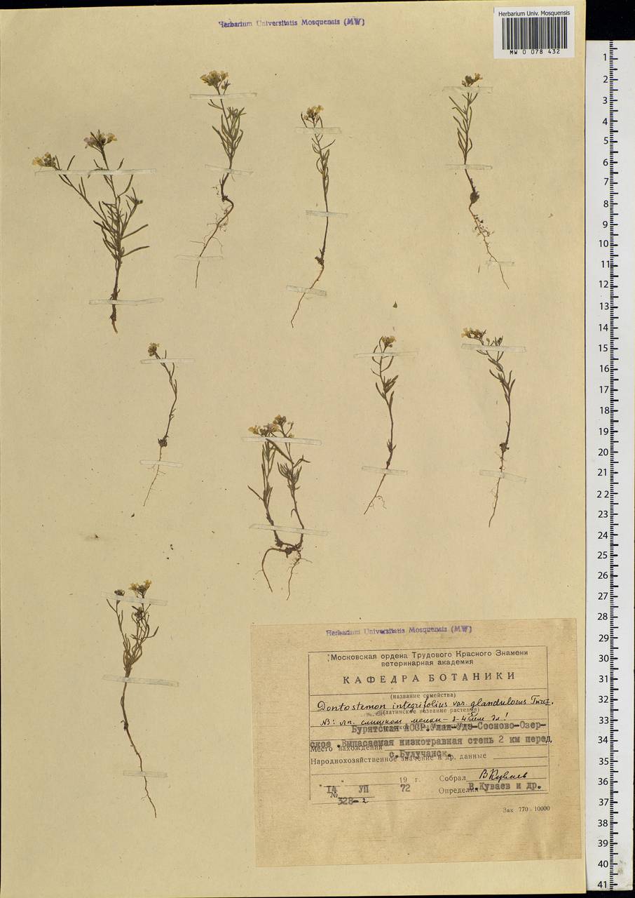 Dontostemon integrifolius (L.) Ledeb., Siberia, Baikal & Transbaikal region (S4) (Russia)