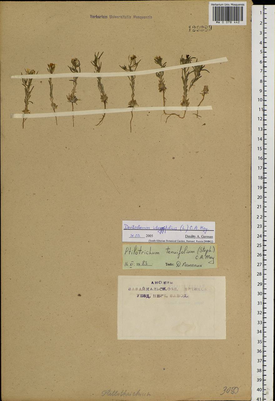 Dontostemon integrifolius (L.) Ledeb., Siberia, Baikal & Transbaikal region (S4) (Russia)