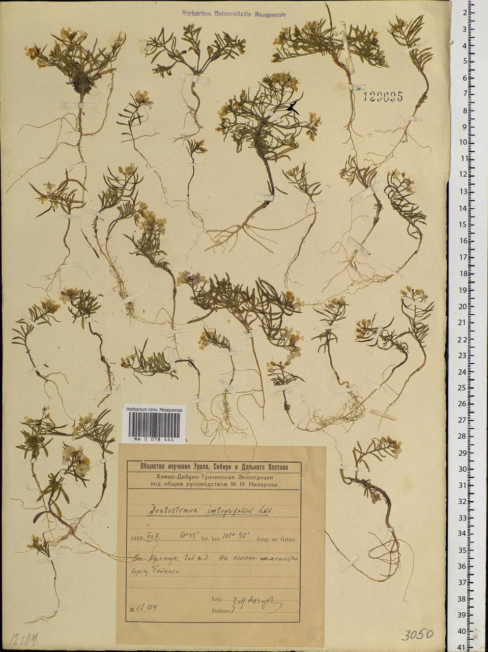 Dontostemon integrifolius (L.) Ledeb., Siberia, Baikal & Transbaikal region (S4) (Russia)