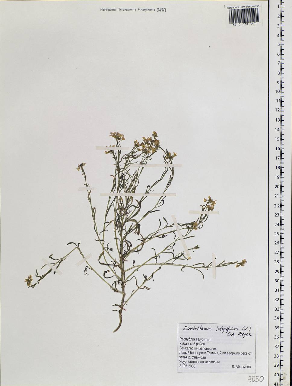 Dontostemon integrifolius (L.) Ledeb., Siberia, Baikal & Transbaikal region (S4) (Russia)