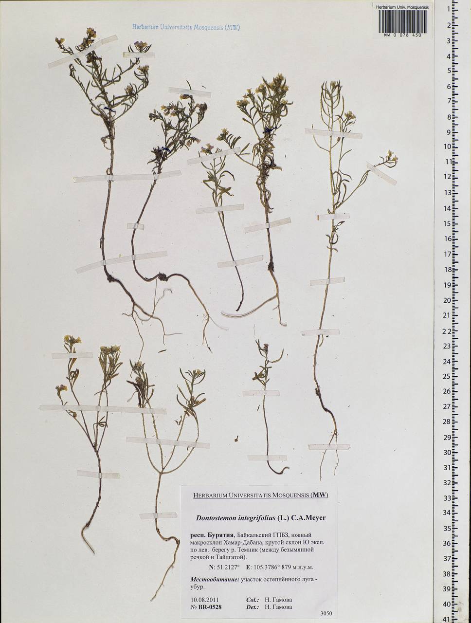 Dontostemon integrifolius (L.) Ledeb., Siberia, Baikal & Transbaikal region (S4) (Russia)