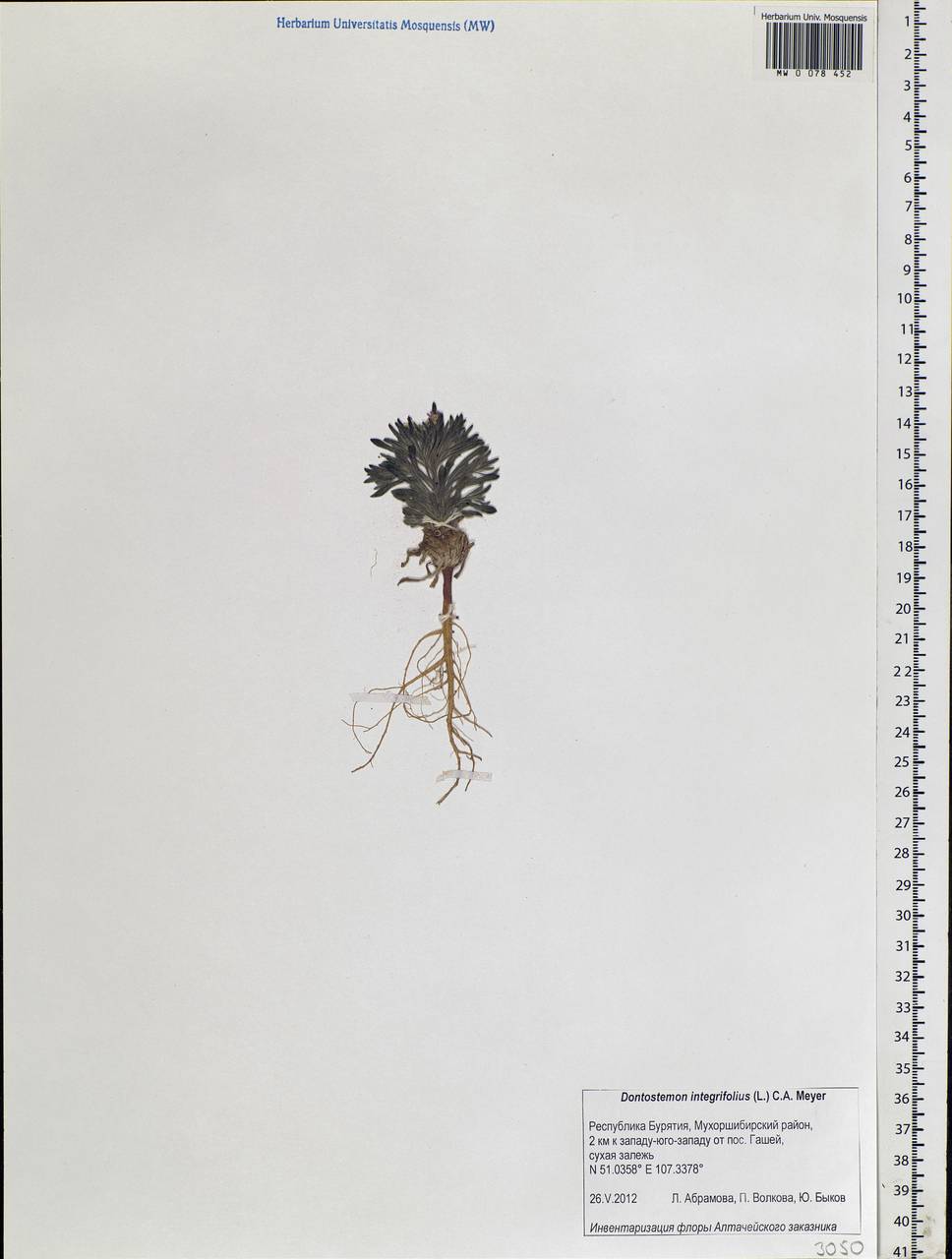 Dontostemon integrifolius (L.) Ledeb., Siberia, Baikal & Transbaikal region (S4) (Russia)