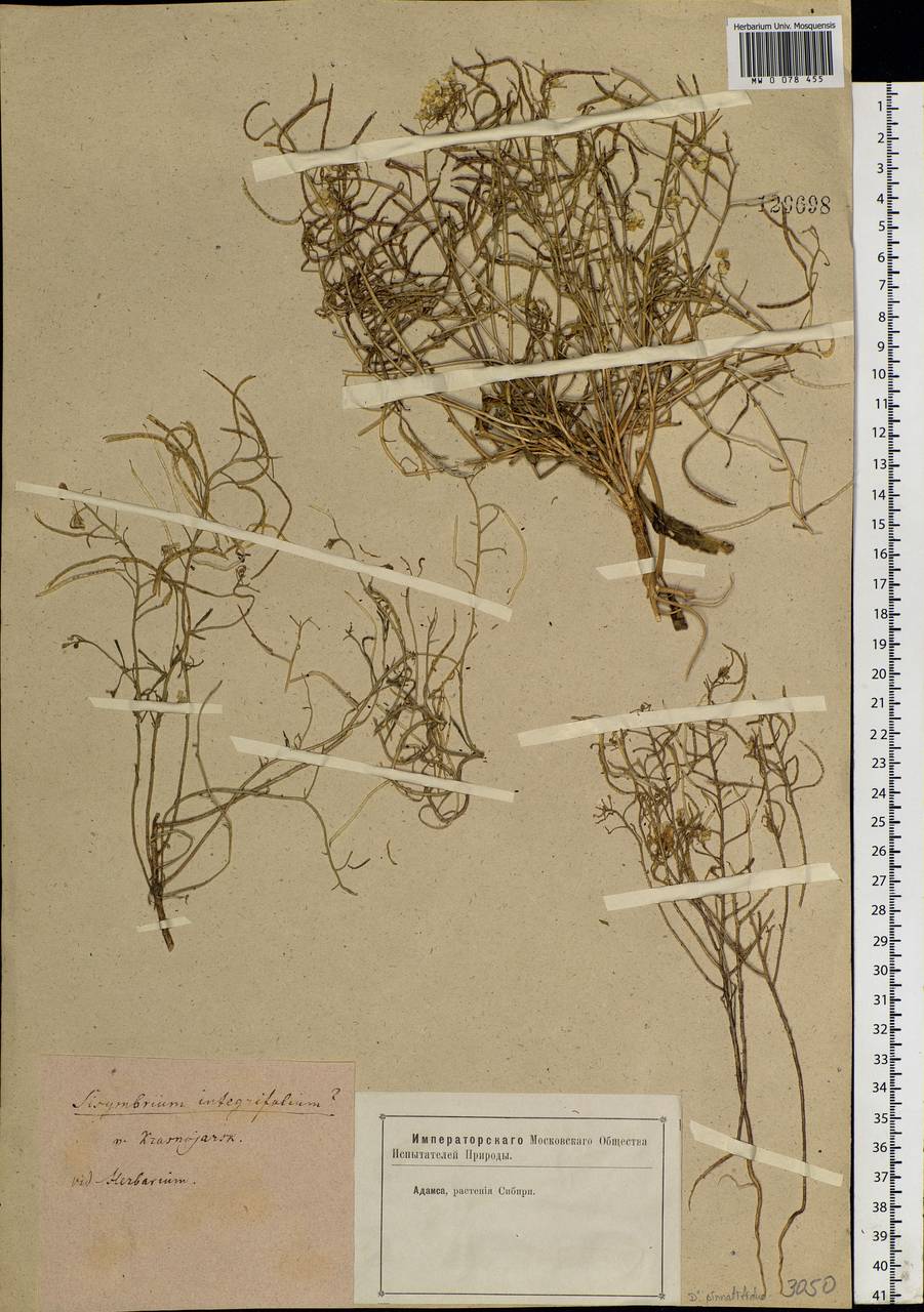 Dontostemon integrifolius (L.) Ledeb., Siberia, Central Siberia (S3) (Russia)