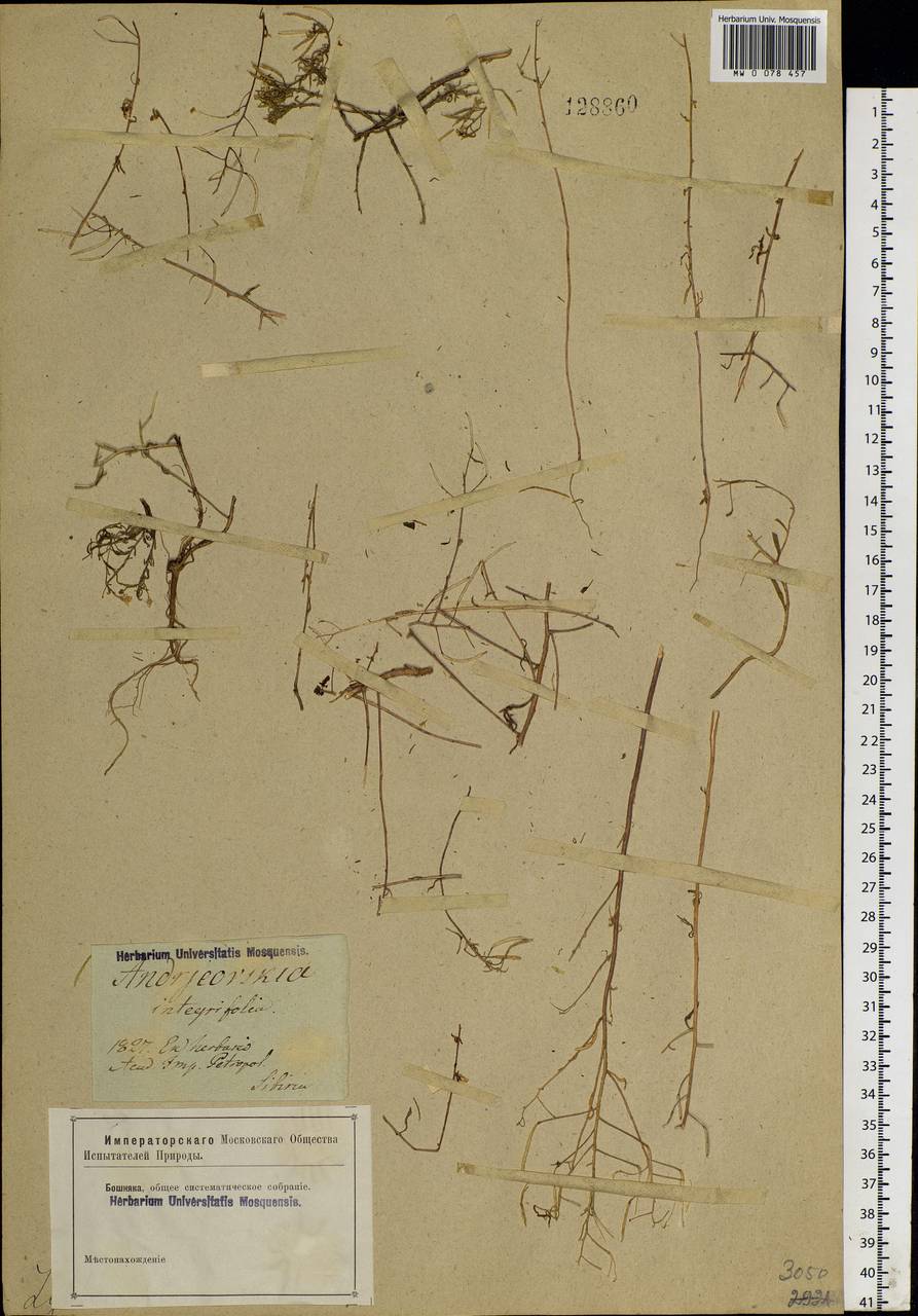 Dontostemon integrifolius (L.) Ledeb., Siberia (no precise locality) (S0) (Russia)
