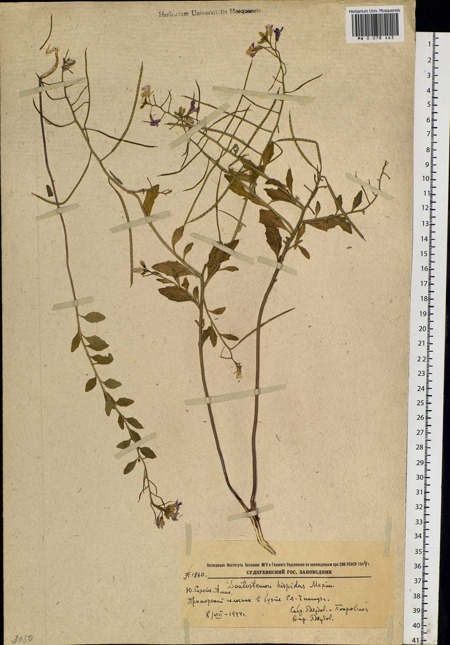 Dontostemon hispidus Maxim., Siberia, Russian Far East (S6) (Russia)