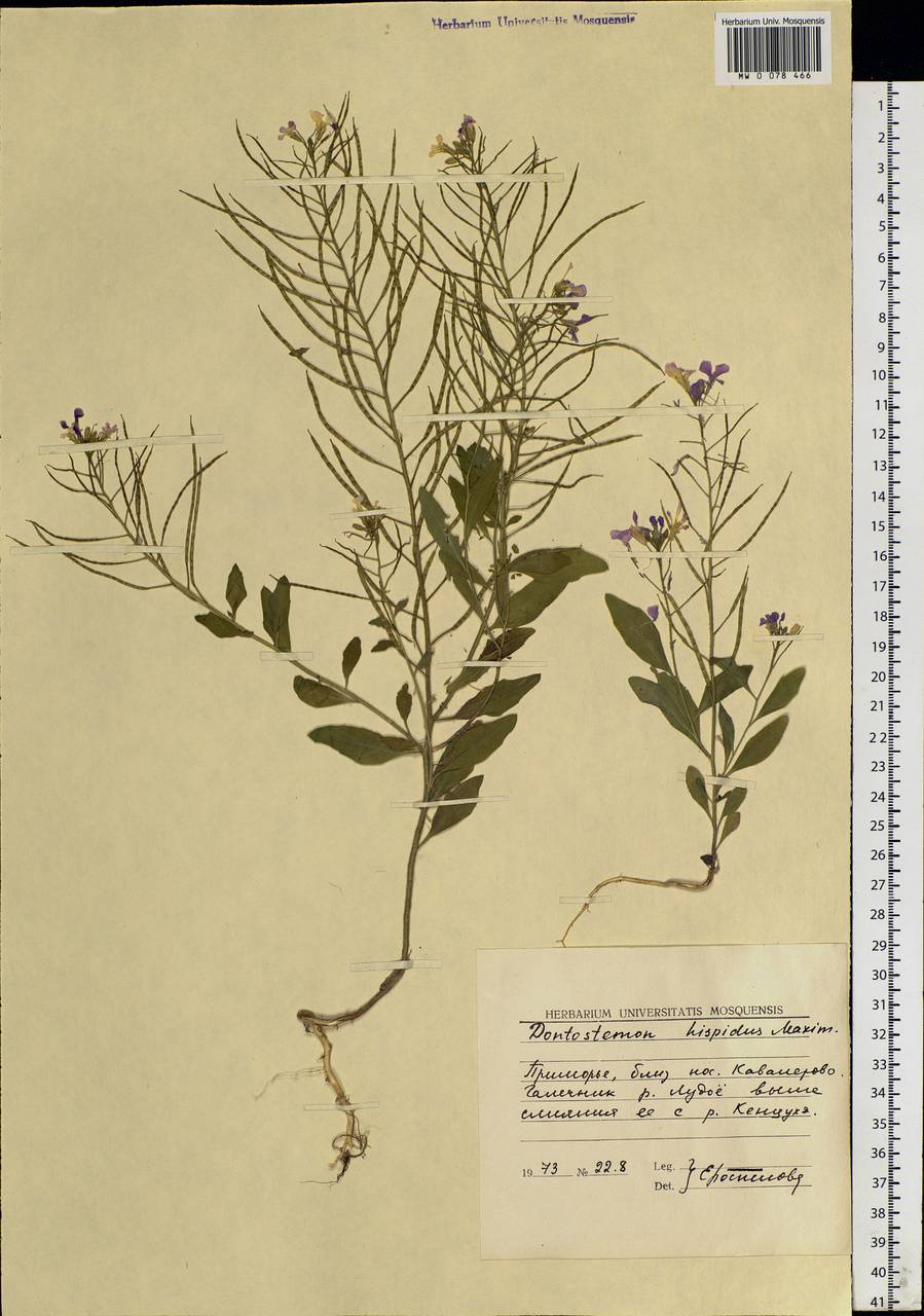 Dontostemon hispidus Maxim., Siberia, Russian Far East (S6) (Russia)