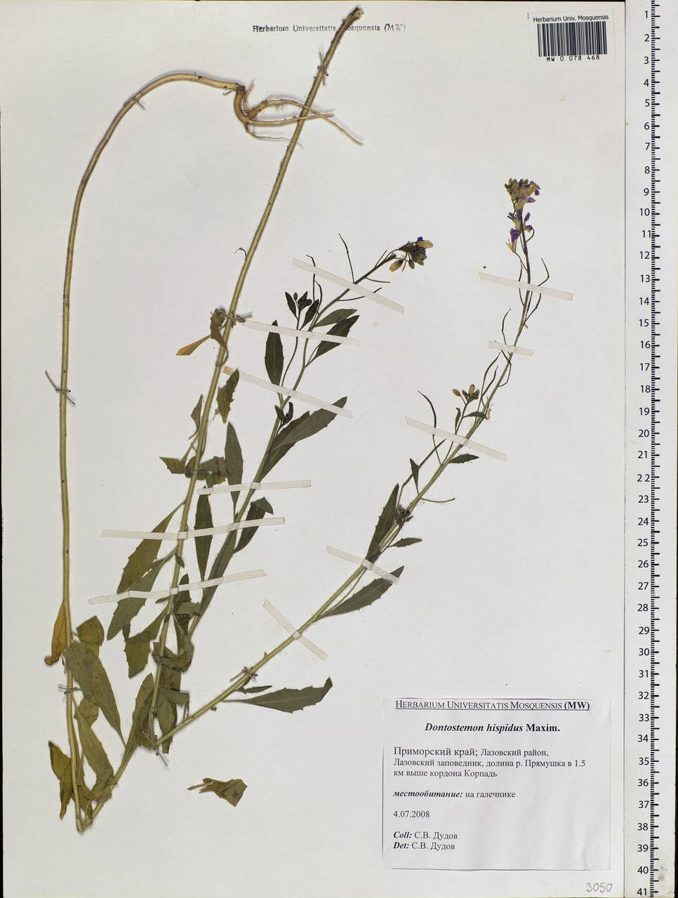 Dontostemon hispidus Maxim., Siberia, Russian Far East (S6) (Russia)