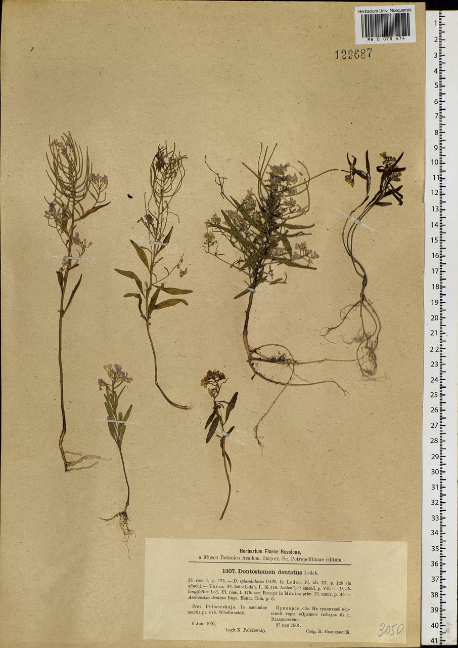 Dontostemon dentatus (Bunge) C. A. Mey. ex Ledeb., Siberia, Russian Far East (S6) (Russia)