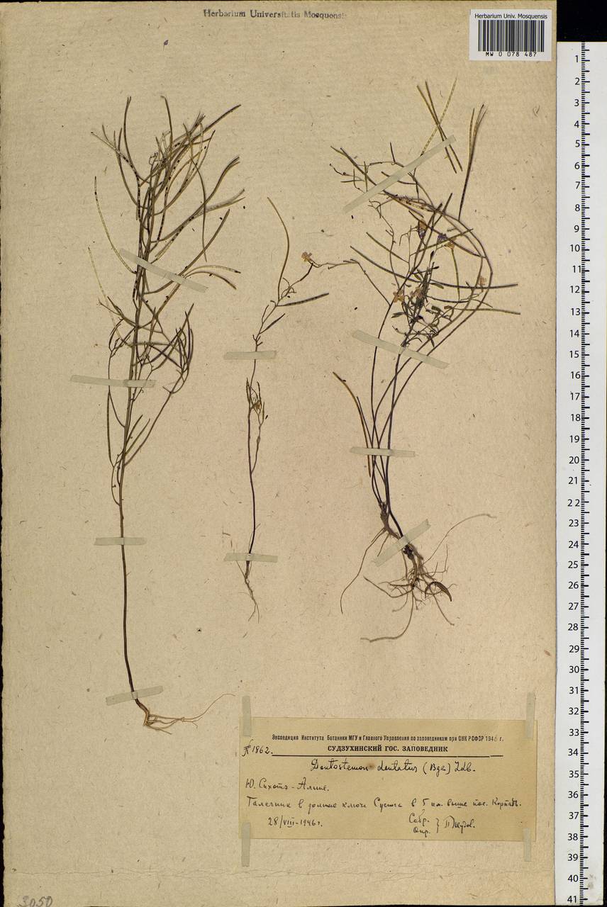 Dontostemon dentatus (Bunge) C. A. Mey. ex Ledeb., Siberia, Russian Far East (S6) (Russia)