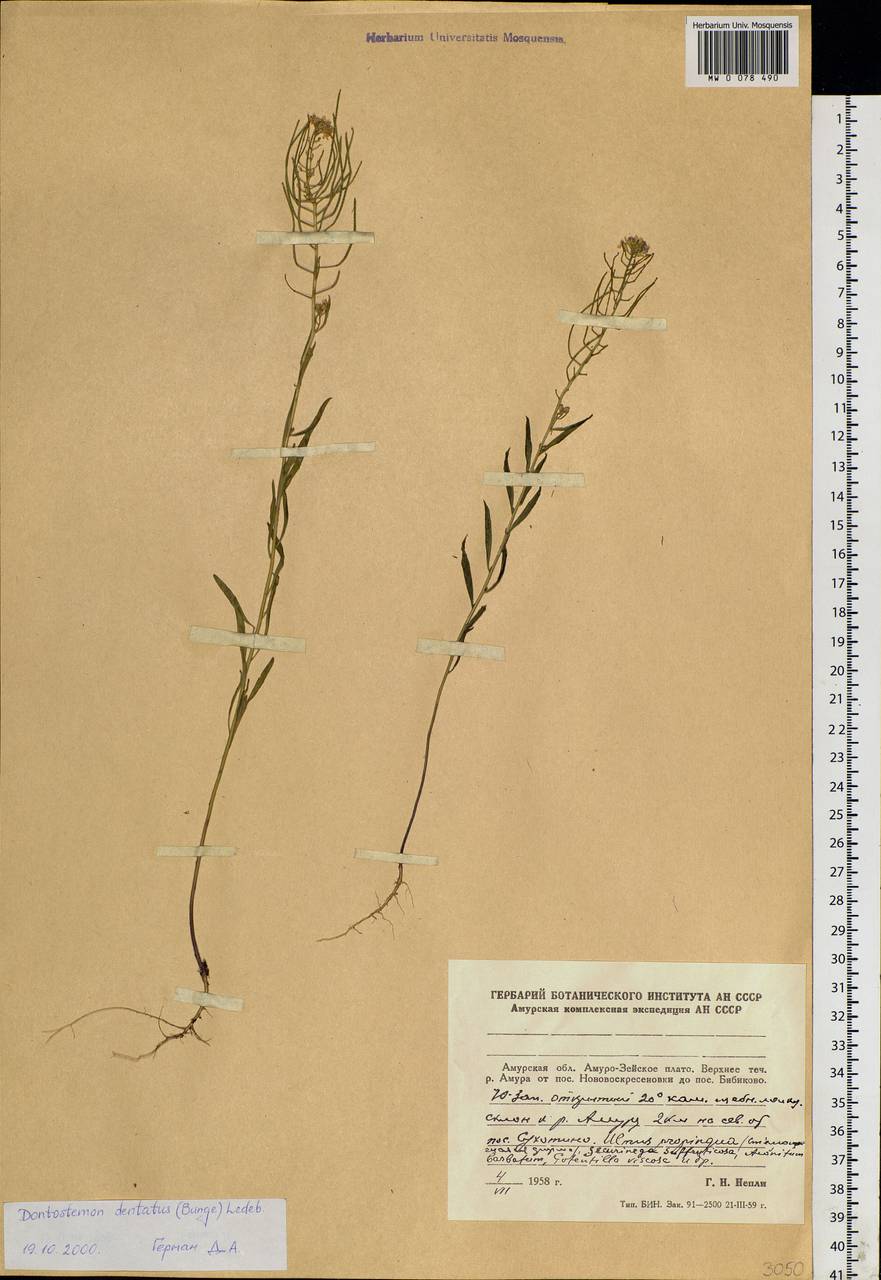 Dontostemon dentatus (Bunge) C. A. Mey. ex Ledeb., Siberia, Russian Far East (S6) (Russia)