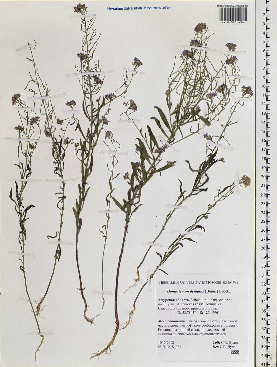 Dontostemon dentatus (Bunge) C. A. Mey. ex Ledeb., Siberia, Russian Far East (S6) (Russia)