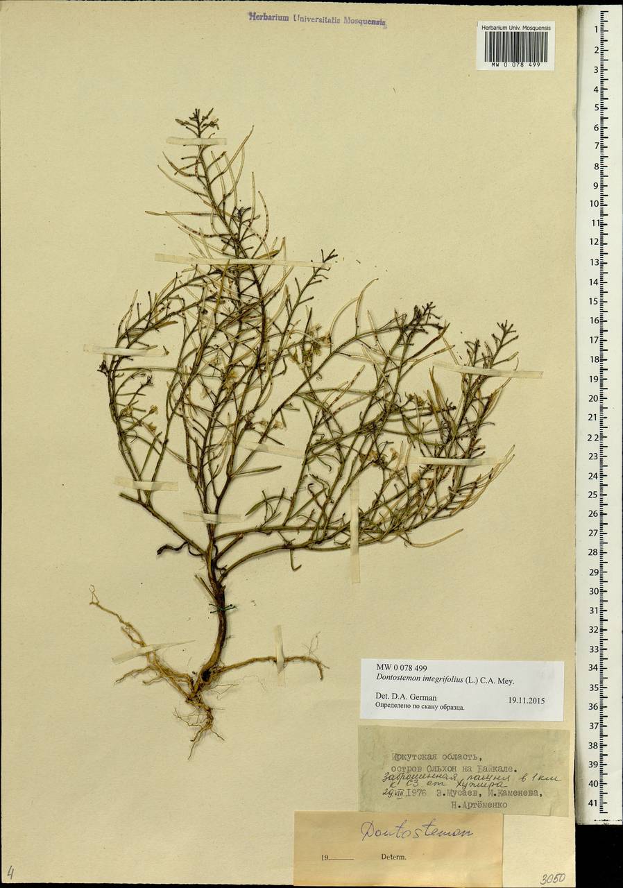 Dontostemon integrifolius (L.) Ledeb., Siberia, Baikal & Transbaikal region (S4) (Russia)