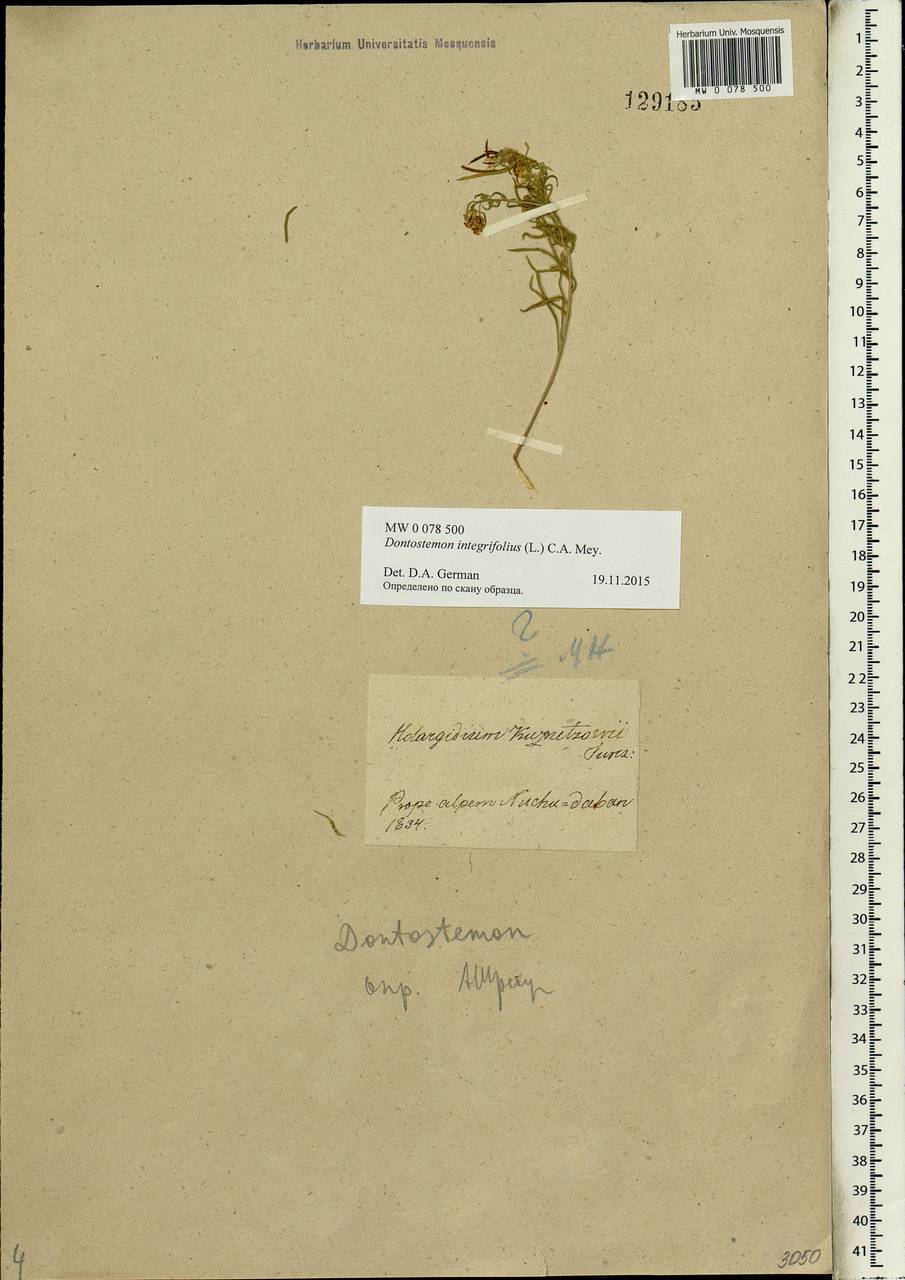 Dontostemon integrifolius (L.) Ledeb., Siberia, Baikal & Transbaikal region (S4) (Russia)