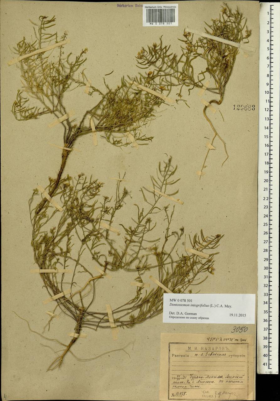 Dontostemon integrifolius (L.) Ledeb., Siberia, Baikal & Transbaikal region (S4) (Russia)