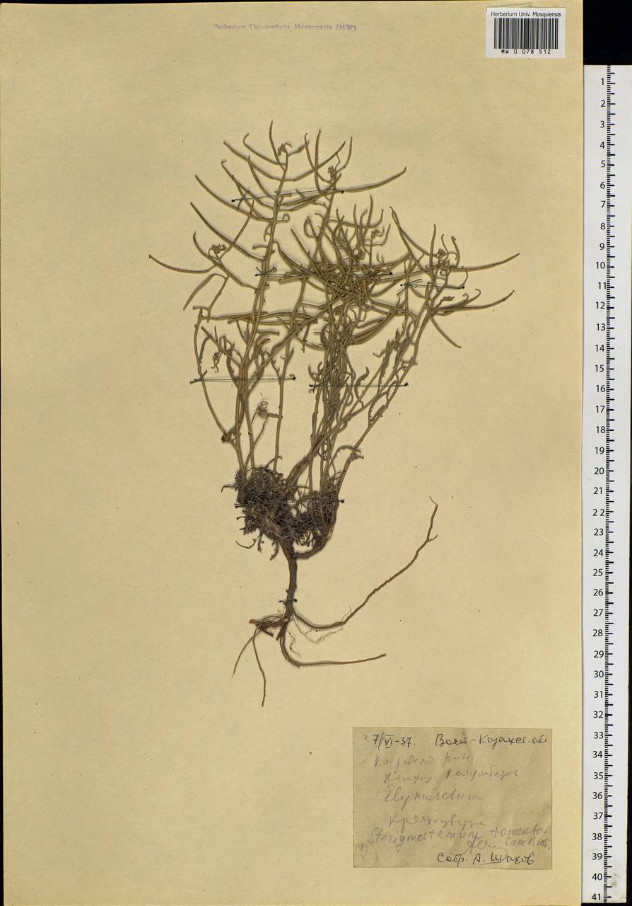 Sterigmostemum caspicum (Lam.) Kuntze, Siberia, Western (Kazakhstan) Altai Mountains (S2a) (Kazakhstan)