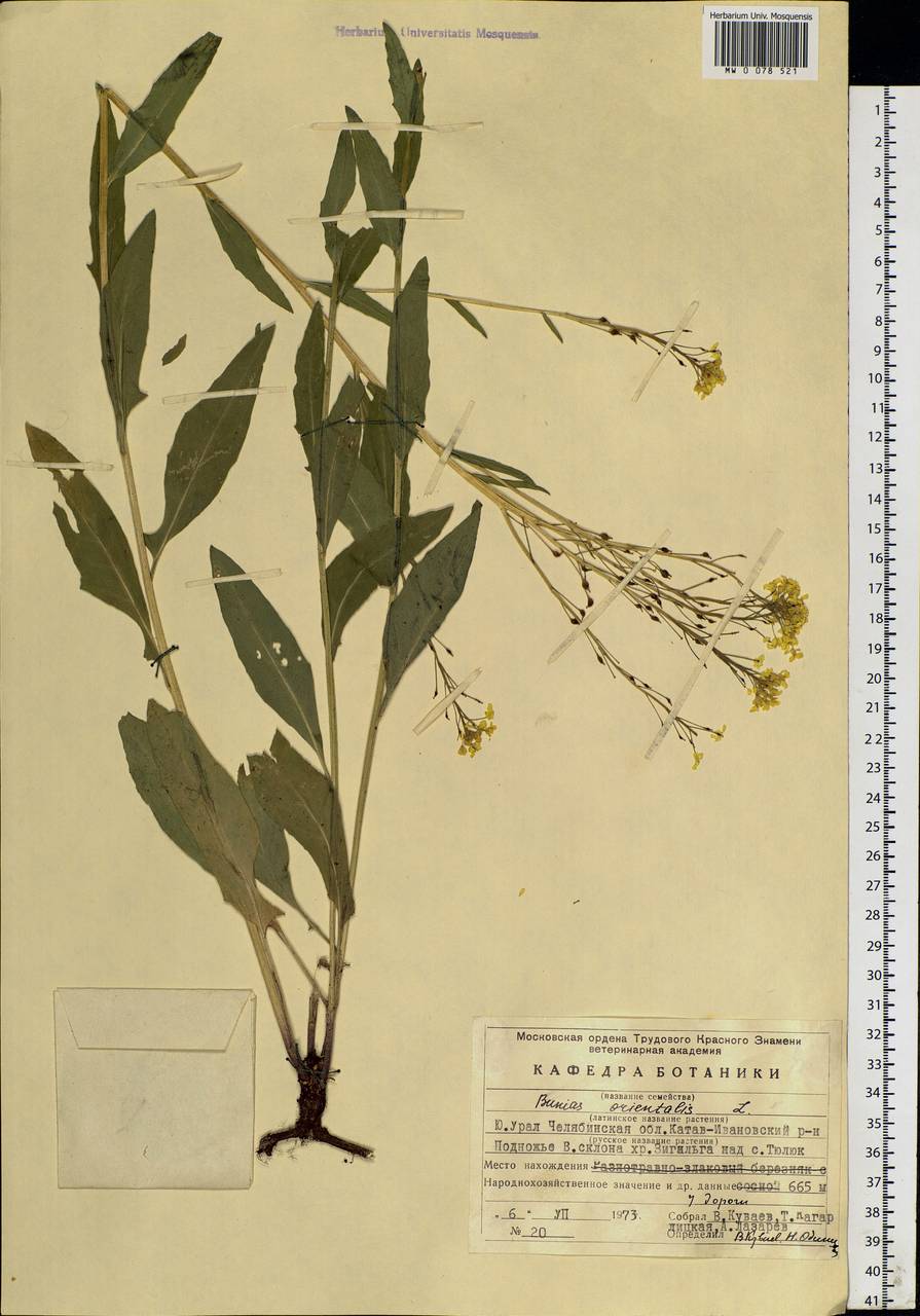 Bunias orientalis L., Eastern Europe, Eastern region (E10) (Russia)