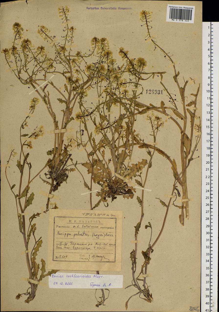 Leiocarpaea cochlearioides (Murray) D. A. German & Al-Shehbaz, Siberia, Baikal & Transbaikal region (S4) (Russia)