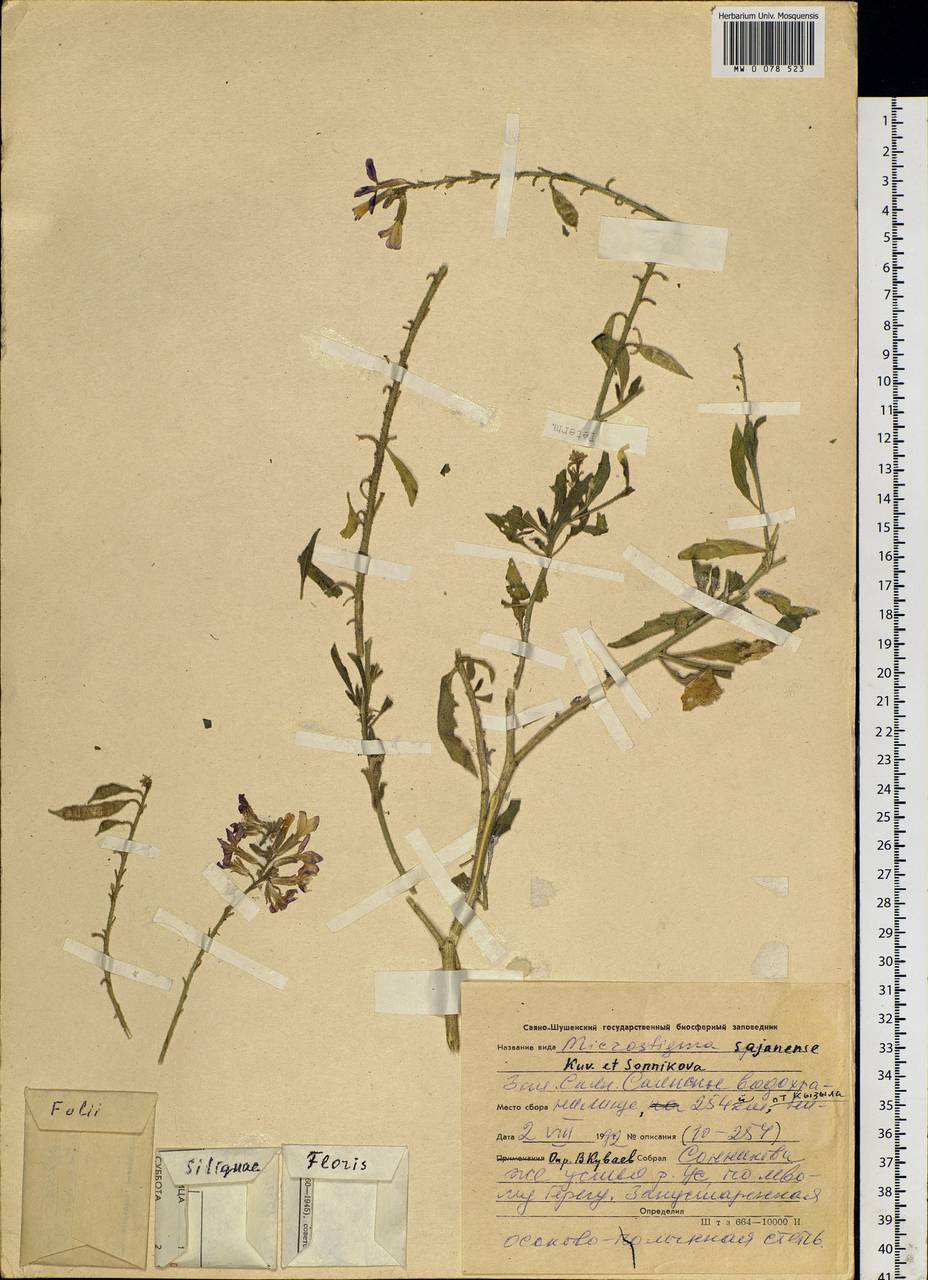 Microstigma sajanense Kuvaev & Sonnikova, Siberia, Altai & Sayany Mountains (S2) (Russia)