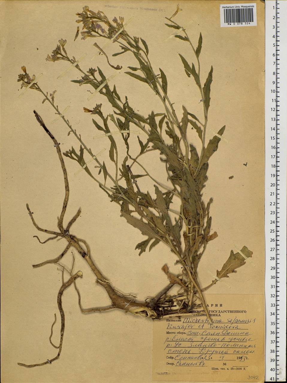 Microstigma sajanense Kuvaev & Sonnikova, Siberia, Altai & Sayany Mountains (S2) (Russia)