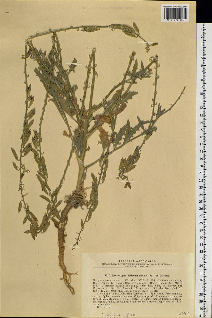 Microstigma deflexum (Bunge) Juz., Siberia, Altai & Sayany Mountains (S2) (Russia)