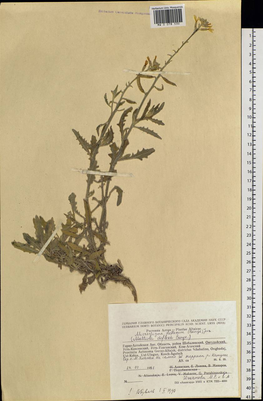 Microstigma deflexum (Bunge) Juz., Siberia, Altai & Sayany Mountains (S2) (Russia)